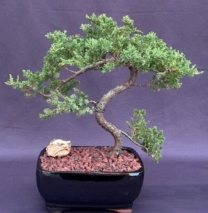 Juniper Bonsai Tree Trained 13"H Outdoor Juniper Procumbens Nana Evergreen Plant - Picture 1 of 3