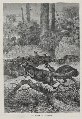 Tasmanischer Tiger Thylacine Jagd Känguru & Emu, 1880er Antik Druck & Artikel - Bild 1 von 4