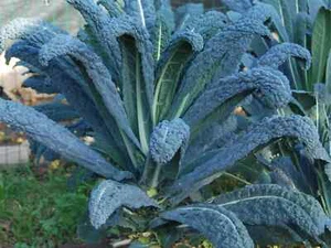 500 TOSKANISCHE SCHWARZKOHLSAMEN + Geschenk - Bild 1 von 1