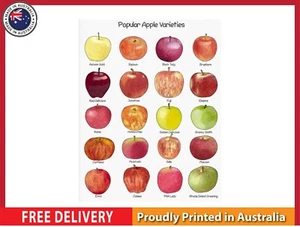 NEW (LAMINATED) Apple Poster (61X91CM) Educational CHART PICTURE PRINT - Picture 1 of 2