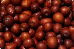 10 X DWARF AVOCADO SEEDS MIX-REED-SHEPARD-HASS-WURTZ-FRUIT TREE GARDEN SHRUB - Picture 1 of 6