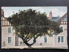 Scotland Stirling Aberfoyle The Bailes Tree And Poker   Old Postcard