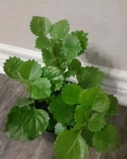 Swedish Ivy Ready to Plant w/ Roots  - Image 1 of 3