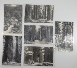 Vintage California Redwood Highway 199 Real Photo RPPC Postcard Lot of 6 Art-Ray - Picture 1 of 9
