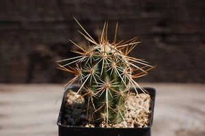 Echinocereus Engelmannii Elko County Nevada  Cold Hardy Cactus - Picture 1 of 2