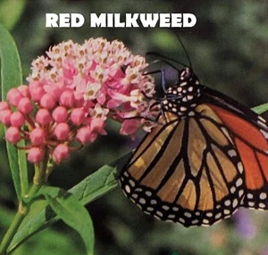 Seeds- Grow Milkweed for Monarch Butterflies - Beautify your Garden -Asclepias - Picture 1 of 16