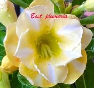 5 Yellow Vanilla Desert Rose Seeds Adenium Obesum Flower *Buy 4 Free Tracking* - Picture 1 of 1