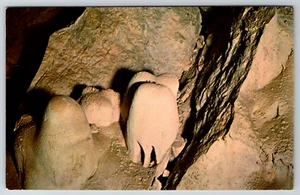 c1960s Bashful Baby Elephant Carlsbad Caverns New Mexico Vintage Postcard - Picture 1 of 2