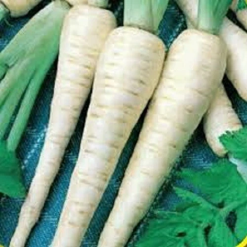 Parsnip Seeds Hollow Crown VEGETABLE SEEDS HOLLOW CROWN PARSNIP SEED - Image 1 of 1