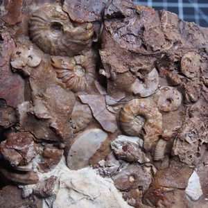 1,6 kg Especies desconocidas Amonita Fósil Jurásico Amonita Marruecos - Imagen 1 de 11