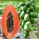 Rote Dame Papayasamen 50 + köstliche tropische Früchte