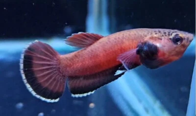 Trio Wild Betta Albimarginata Tarakan - POR TRANSENVÍO Foto 1 de 3