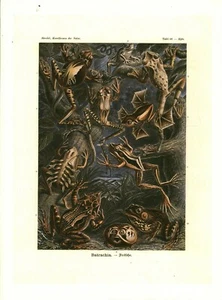 Cabinet de curiosité planche affiche A3 zoologie Batrachia grenouille - Imagen 1 de 1