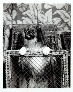 1942 Press Photo Blue Ribbon Winner at Pekingese Club of America Dog Show in NYC - Picture 1 of 2