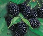 Delicous *BLACKBERRY* 50-Fresh Seeds* Jam & Conserve* UK SELLER!
