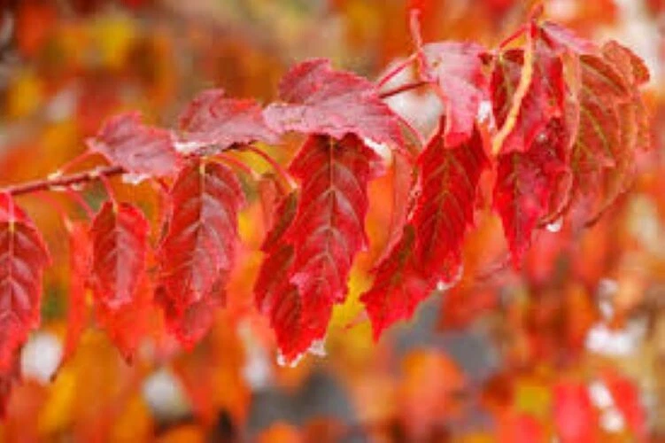Acer ginnala Flame (Amur Maple) 25 Tree Seeds  RARE Outdoor Bonsai Garden  UK - Image 1 of 1