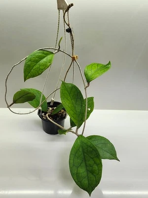 Rare Hoya sp. Tanggamus (Indonesia) - round form with big peduncle😲🌸 - Image 1 of 4