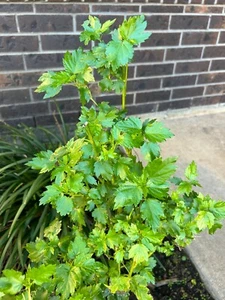 300+ Egyptian Spinach Seeds Jute Corchorus Olitorius Jew Mallow Ewedu Yaya - Picture 1 of 3