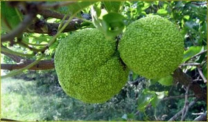 Naranja  osage  no comestible  -  maclura pomifera - 10  Semillas -  Seeds - Imagen 1 de 1