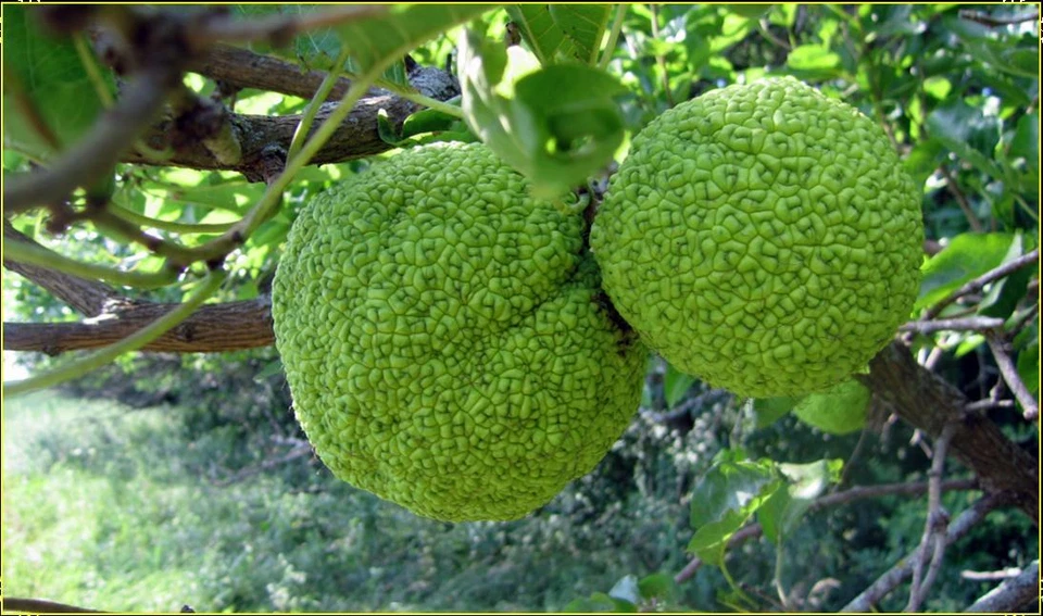 Naranja  osage  no comestible  -  maclura pomifera - 10  Semillas -  Seeds - Imagen 1 de 1