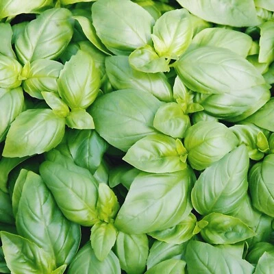 Sweet Basil. 1000 seeds. - Image 1 of 2