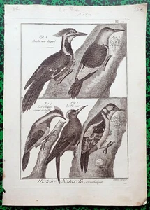 XVIII ème - Rare Gravure Originale de 1784 - Différentes Espèces de Pic Pl 211 - Picture 1 of 1