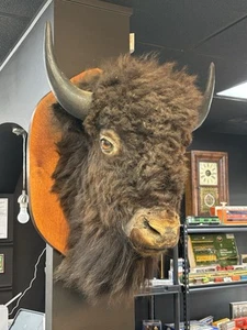Real Buffalo / Bison Head Taxidermy Mount Neck Mount - Picture 1 of 24