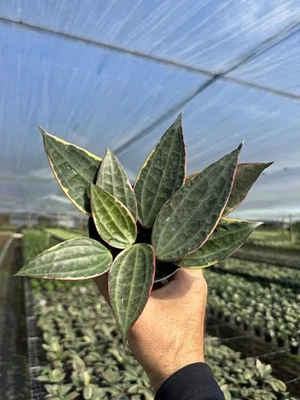Hoya Macrophylla Variegated  Indoor & Outdoor Tropical Houseplant in 4" Pot - Image 1 of 3