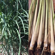 6 Live Lemongrass Stalks Plugs Cymbopogon Sereh Plant Healthy Herb Lemon Grass