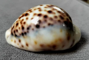 Cypraea Tigris 66,5mm f+++GEM "UNGEWÖHNLICHE weiße HYPER GEFÜHLLOSE Karosserie WOW! - Bild 1 von 11