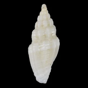 VEXILLUM HUMILE (Mactan Isl., Philippines) 5.6mm #47577 - Picture 1 of 3