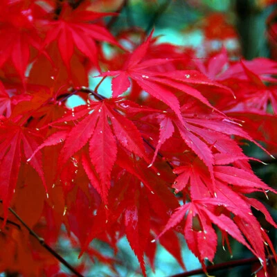 10 Red Japanese Maple Tree Seeds Palmatum atropurpureum Hardy Bonsai Plant - Image 1 of 4