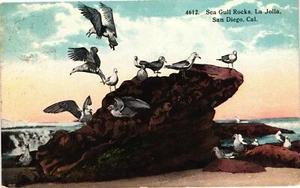 Postal de California San Diego La Jolla Sea Gull Rocks CA c1924 - Imagen 1 de 2