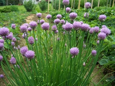 400 Heirloom Organic Chive Seeds – Non-GMO Perennial Herb – Oniony Garlic Flavor - Image 1 of 4