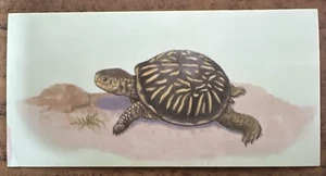 Vintage - 1962 - Gelles Widmer - Reptile CARD -8. Ornate Box Turtle - Picture 1 of 2