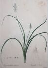 PIERRE JOSEPH REDOUTE - Original Antique-LIM.ED Gravure Botanique-Hyacinthe Romaine