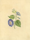 Geprägte Morning Glory Blume - Original Anfang des 19. Jahrhunderts Aquarell