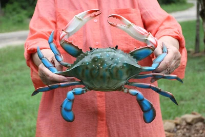 巨型 16 英寸 - 17 英寸蓝色婴儿墙饰,海洋装饰,工艺用品 CR-17 — 第 1/4 张图片