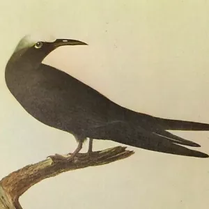 John James Audubon Birds NODDY TERNl piatto libro d'arte vintage 232 - Foto 1 di 3