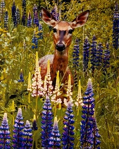 Doe amongst Lupines, 8x10 in. Signed Photo Print,  MI, Upper Peninsula, - Picture 1 of 8