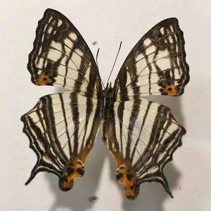 Real Insect/Butterfly/Moth B1612 Non set Nymphaildae Cyrestis meanalis (Map) - Picture 1 of 3