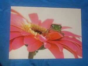 Poster Pink Paradise I Mit Frosch I 2005 I Blume I Pink I Dekoration 70x50 cm - Bild 1 von 2