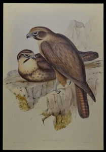 John Gould Brown Falcon Bird Limited Edition Print 21" x 14.5" - Picture 1 of 2