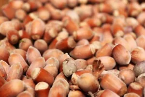 10 kg Haselnüsse in der Schale Ernte 2024 Bio-Qualität - Bild 1 von 2