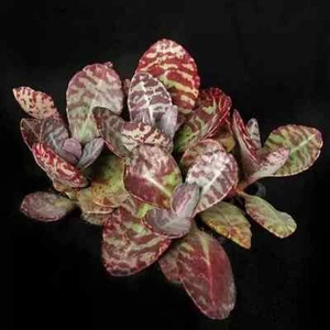 Kalanchoe humilis 2 semillas entrega en todo el mundo - Imagen 1 de 1