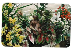 Mediterrane Blumen HESS'S Kaufhaus Allentown Pennsylvania Postkarte - Bild 1 von 2