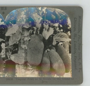 Tropische Frucht wie sie wächst Java Island Keystone Stereoansicht - Bild 1 von 2