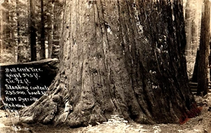 Postcard RPPC California Redwood Highway Grant Tree Bull Creek 1941 - Picture 1 of 2