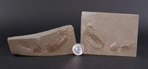 Dithyrocaris rolfei rare Positive-Negative Mississippian Montana MT COA 7151 - Picture 1 of 13