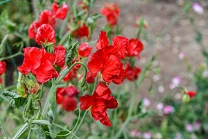 Sweet Pea Royal Crimson 10 Seeds FLOWER GARDEN sweetpea sweetpeas BEAUTIFUL easy - Picture 1 of 4